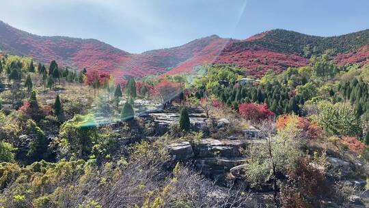 济南捎近村，秋天满山红叶成近郊游