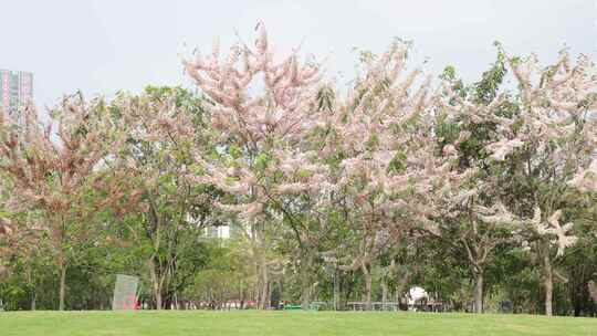 泰国樱花、花旗木