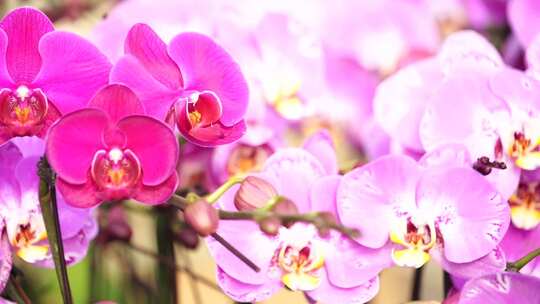 蝴蝶兰 兰花 花朵 观赏花 卉漂亮的花朵