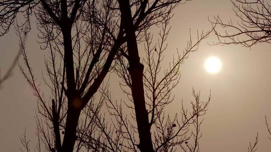 【空镜】4K自然冬季枯树枝天空太阳仰拍逆光