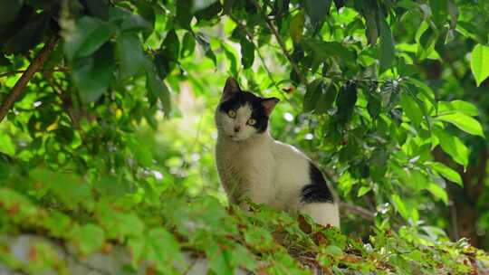 黑白花猫在绿叶中休息的画面