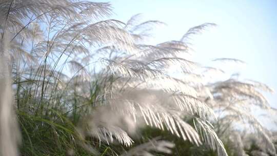 芦苇随风飘扬