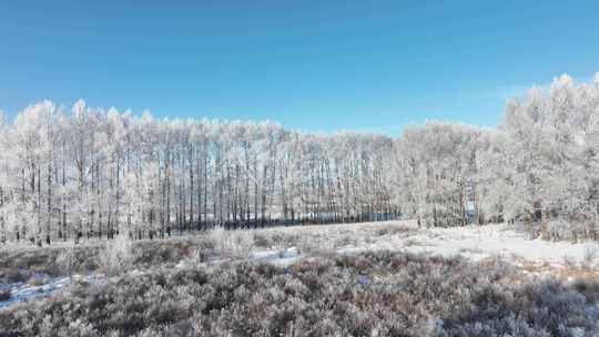 大兴安岭初冬湿地河流雪松美景