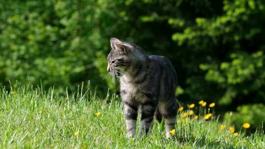 草坪上的猫咪