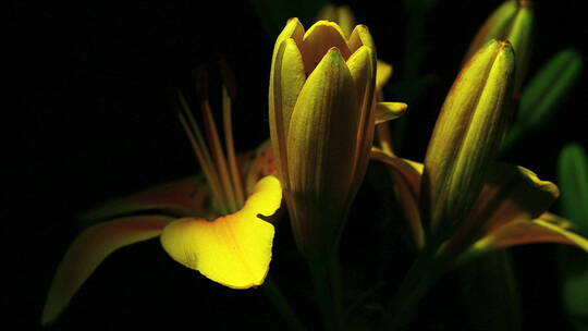 黄色百合花 花朵盛开与凋零