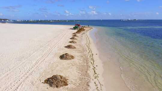 多米尼蓬塔卡纳白沙中，工人和海滩清洁机清除了成堆的海藻