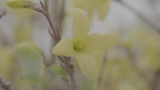 迎春花开特写LOG