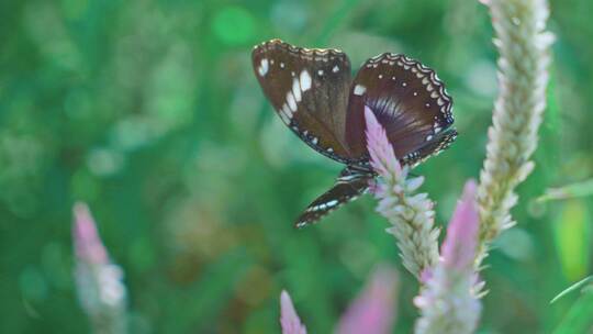 花草丛中的蝴蝶视频素材模板下载