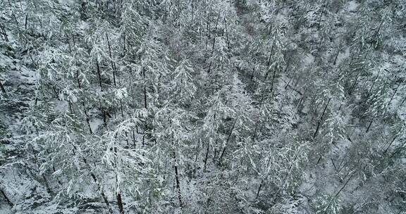 航拍大兴安岭春季降雪山林银装素裹