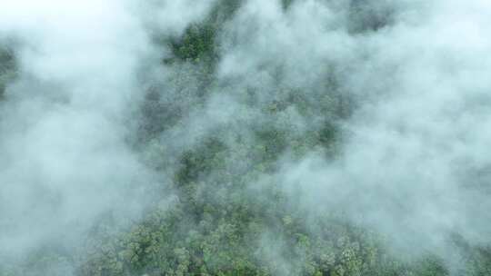 云雾森林云海树林航拍森林雨天森林俯拍树林