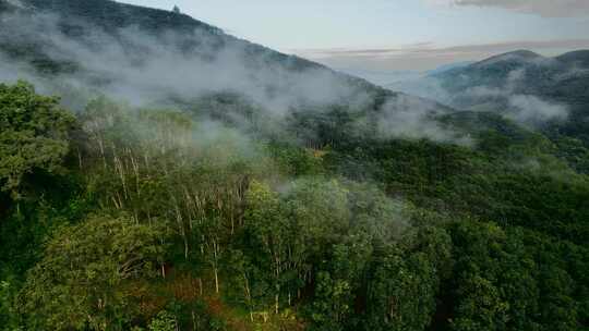 云南普洱山区雾气笼罩万亩橡胶林视频素材模板下载