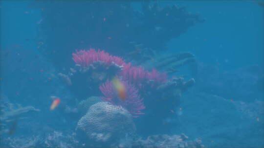 水中的珊瑚和鱼