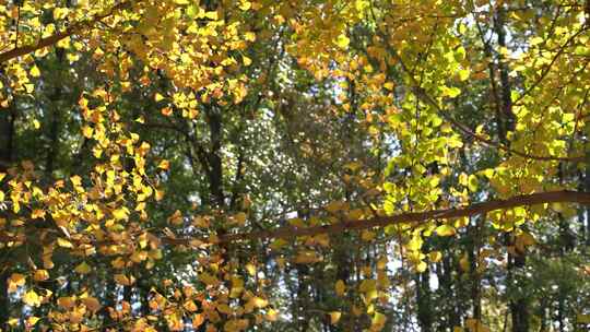 唯美秋天晚秋枯黄的银杏叶透光实拍视频