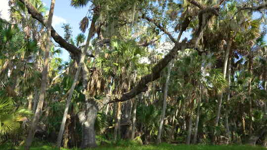 佛罗里达亚热带丛林，活橡树和绿棕榈树上有
