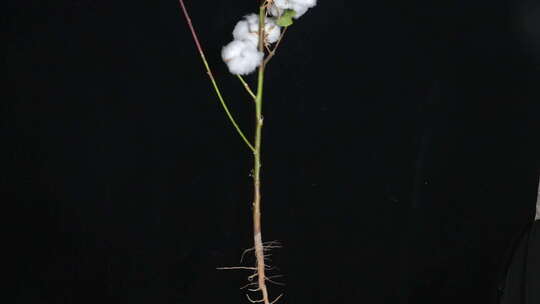 棉花植株特写