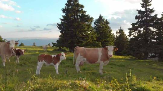 牧场里一群白色和棕色的牛