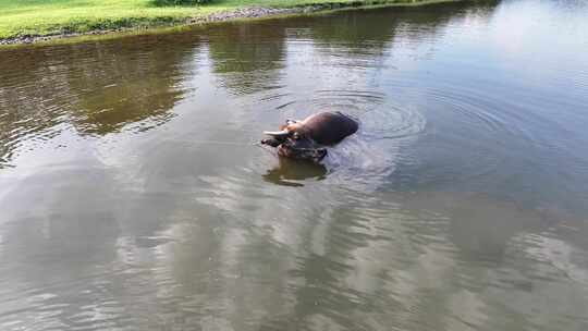 水牛 水牛在水里 夏天的水牛