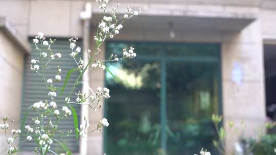 钻野紫菀 野菜 草本植物 菊科 顽固杂草