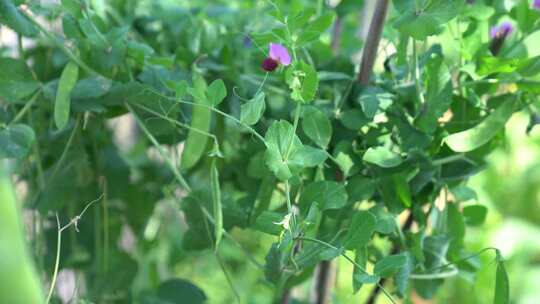 荷兰豆 豌豆 豆荚 豌豆荚 豌豆花