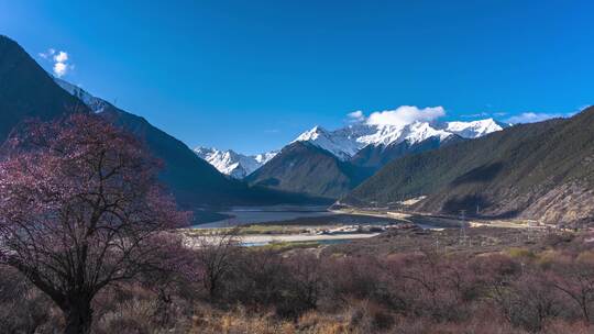 8K西藏雅鲁藏布江雪山桃花延时视频素材模板下载