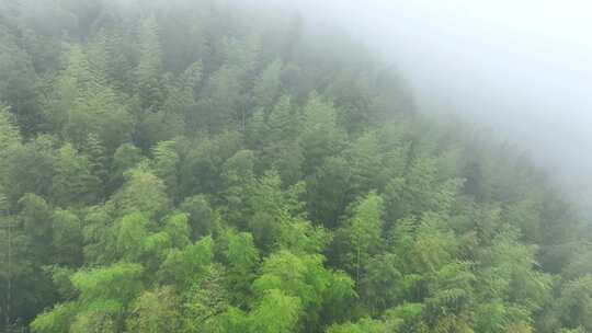 雨后森林航拍雪松树林云雾缭绕绿色生态环境