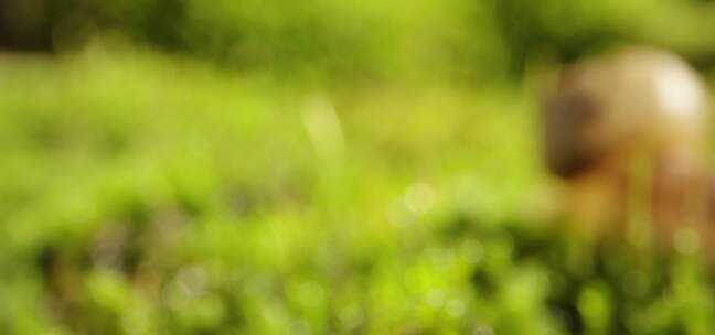 夏日 草地 蜗牛 阳光 