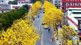 深圳龙华区美宝路黄花风铃木高清在线视频素材下载