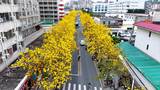 深圳龙华区美宝路黄花风铃木高清在线视频素材下载