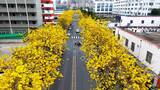 深圳龙华区美宝路黄花风铃木高清在线视频素材下载