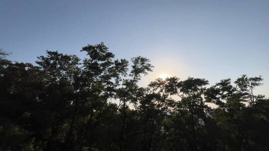 夕阳下的逆光下随风摇曳的花草和树叶