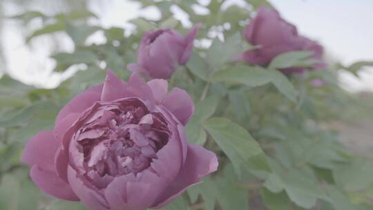 牡丹花种植LOG视频素材