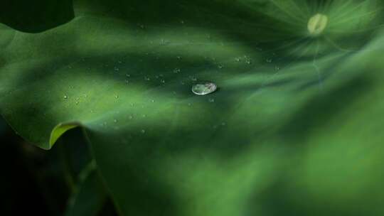 荷叶滴水荷叶水滴视频素材模板下载