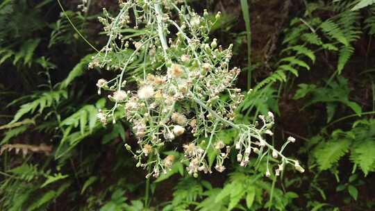 大自然野生植物野草实拍