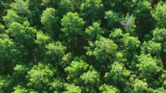 俯拍大兴安岭天然林落叶松林人工林视频素材模板下载