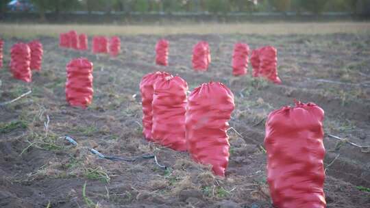 农田里的土豆丰收场景