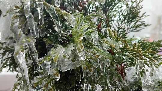 长冰柱常绿崖柏枝特写滴水融化冰柱视频素材模板下载