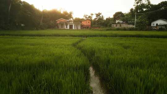 水稻，水稻，种植园，田地