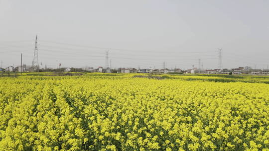 航拍春天油菜花田地盛开的油菜花