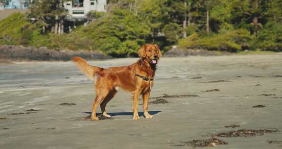 跑步，狗，金毛猎犬，犬