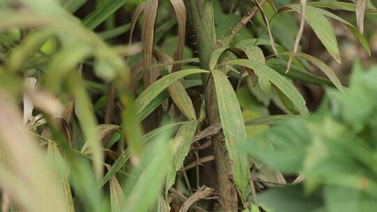 藤蔓植物危险针刺森林视频素材模板下载