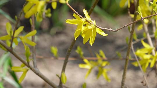 【镜头合集】鲜花春季迎春花报春花连翘花