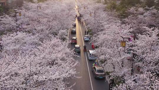 航拍鉴真路樱花大道人流