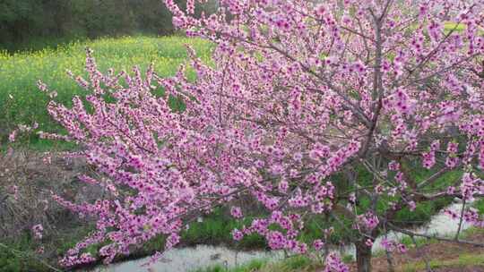 湖南衡山县萱州古镇春天的桃花油菜花盛开