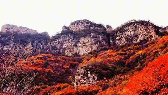 秋天景象:深秋季节红叶铺满山川