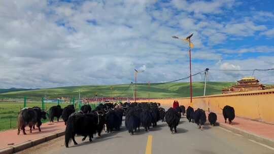 自驾游四川甘孜白玉县亚青寺公路上的牦牛群