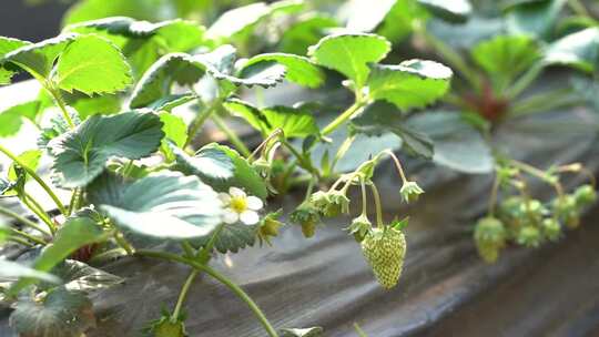 草莓植株特写