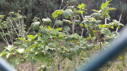 铁丝栅栏里的绿色植物