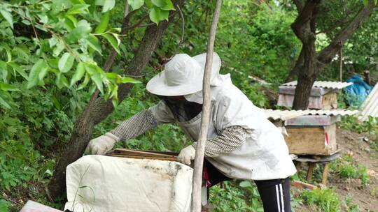 蜜蜂养殖视频素材模板下载