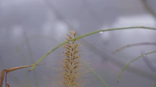 清晨浓雾露水