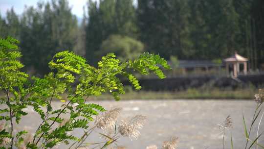 芦苇 河边 草丛 波光粼粼